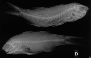 To NMNH Extant Collection (Polydactylus zophomus USNM 55598 paratypes radiograph lateral view)
