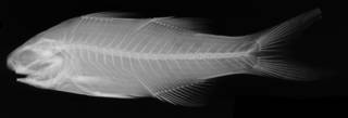 To NMNH Extant Collection (Filimanus similis USNM 304495 holotype radiograph lateral view)