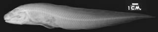 To NMNH Extant Collection (Bassogigas aequatoris USNM 74137 holotype radiograph lateral view)