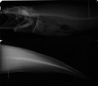To NMNH Extant Collection (Monomitopus magnus USNM 262507 holotype radiograph)