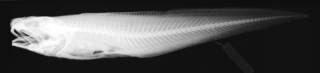 To NMNH Extant Collection (Selachophidium americanum USNM 205095 paratype radiograph lateral view)
