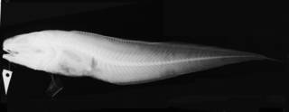 To NMNH Extant Collection (Monomitopus microlepis USNM 74156 holotype radiograph lateral view)