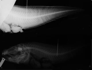 To NMNH Extant Collection (Monomitopus longiceps USNM 74134 holotype radiograph)
