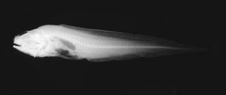 To NMNH Extant Collection (Monomeropus garmani USNM 74135 holotype radiograph lateral view)