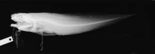 To NMNH Extant Collection (Monomitopus pallidus USNM 74133 holotype radiograph lateral view)