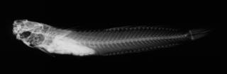 To NMNH Extant Collection (Salarias rutilus USNM 50695  holotype radiograph lateral view)