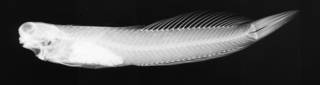 To NMNH Extant Collection (Salarias saltans USNM 50696 holotype radiograph lateral view)