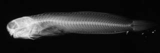 To NMNH Extant Collection (Salarias bryani USNM 51794 holotype radiograph lateral view)