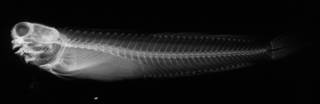 To NMNH Extant Collection (Salarias deani USNM 51950 holotype radiograph lateral view)