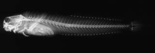 To NMNH Extant Collection (Alticus margaritarius USNM 62243  radiograph)