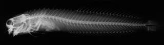 To NMNH Extant Collection (Alticus novemmaculosus USNM 62244  radiograph)