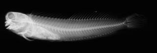 To NMNH Extant Collection (Salarias muscarus USNM 62245 holotype radiograph lateral view)