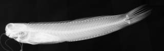 To NMNH Extant Collection (Istiblennius rodenbaughi USNM 142067 holotype radiograph lateral view)