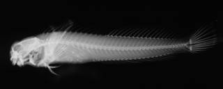 To NMNH Extant Collection (Salarias natalis USNM 157374 syntype radiograph lateral view)