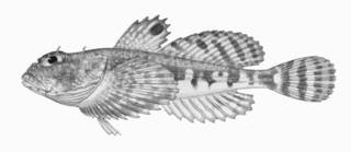 To NMNH Extant Collection (Artediellus miacanthus P01293 Illustration)