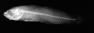 To NMNH Extant Collection (Aulopareia janetae USNM 119548 radiograph)
