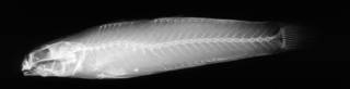 To NMNH Extant Collection (Bikinigobius welanderi USNM 202507 radiograph)