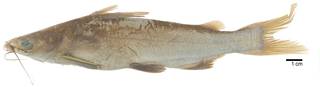 To NMNH Extant Collection (Tachisurus equatorialis USNM 53470 holotype photograph lateral view)