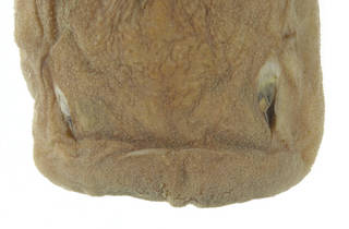 To NMNH Extant Collection (Cephalurus cephalus USNM 87557 photograph head close up dorsal view 1)