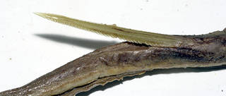To NMNH Extant Collection (Dasybatis dipterurus USNM 26782 syntype photograph close up B specimen 1)