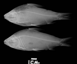 To NMNH Extant Collection (Prochilodus reticulatus USNM 121326 radiograph lateral view, specimen or plate 1)