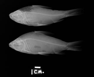 To NMNH Extant Collection (Prochilodus reticulatus USNM 121326 radiograph lateral view, specimen or plate 2)