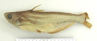 To NMNH Extant Collection (Pangasius cultratus USNM 90306 holotype photograph lateral view A)