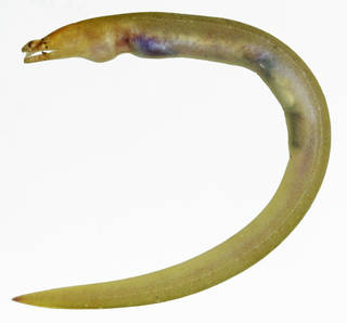 To NMNH Extant Collection (Brachysomophis umbonis USNM 364282 photograph lateral view holotype)
