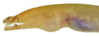 To NMNH Extant Collection (Brachysomophis umbonis USNM 364282 photograph head lateral view holotype)