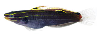To NMNH Extant Collection (Amblygobius hectori USNM 378669 photograph lateral view)