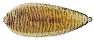 To NMNH Extant Collection (Zebrias heterorhinos USNM 371578 photograph dorsal view)