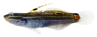 To NMNH Extant Collection (Amblygobius hectori USNM 379238 photograph lateral view)
