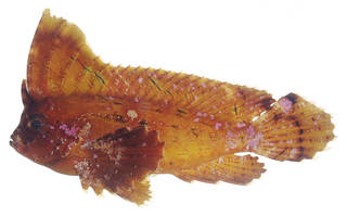 To NMNH Extant Collection (Ablabys taenianotus USNM 379115 photograph lateral view)