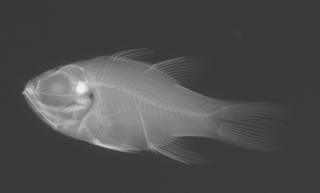To NMNH Extant Collection (Nectamia viria USNM 319149 holotype radiograph lateral view)