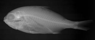 To NMNH Extant Collection (USNM 185401 radiograph lateral view)