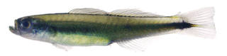 To NMNH Extant Collection (Parioglossus USNM 278734 photograph lateral view)