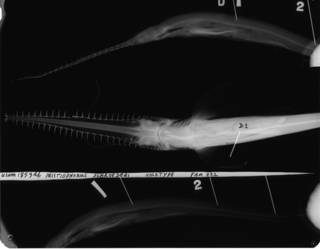 To NMNH Extant Collection (USNM 185946 holotype radiograph lateral view 1)