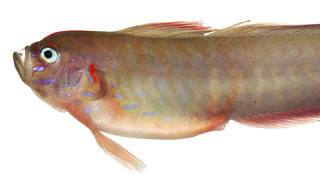 To NMNH Extant Collection (Oxymetopon cyanoctenosum USNM 379157 photograph anterior region lateral view)
