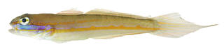 To NMNH Extant Collection (Valenciennia USNM 379142 photograph lateral view)