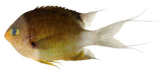 To NMNH Extant Collection (Chromis ovatiformes USNM 379151 photograph lateral view)