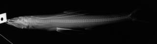 To NMNH Extant Collection (Bathypterois antennatus USNM 51640 holotype radiograph lateral view)