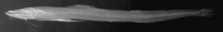 To NMNH Extant Collection (USNM 99508 radiograph lateral view)