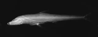 To NMNH Extant Collection (USNM 150029 holotype radiograph lateral view)