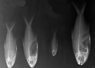 To NMNH Extant Collection (USNM 194333 paratype radiograph lateral view)