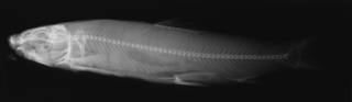 To NMNH Extant Collection (Catostomus tsiltcoosensis USNM 48749 holotype radiograph lateral view)