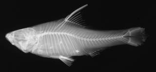 To NMNH Extant Collection (USNM 177521 holotype radiograph lateral view)