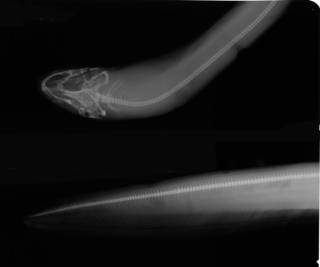 To NMNH Extant Collection (USNM 225670 radiograph lateral view)