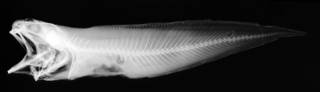 To NMNH Extant Collection (USNM 231713 holotype radiograph lateral view)