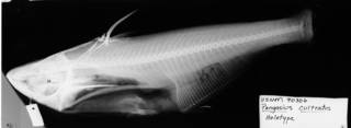 To NMNH Extant Collection (Pangasius cultratus USNM 90306 holotype radiograph lateral view)