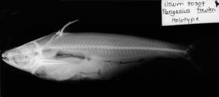 To NMNH Extant Collection (Pangasius fowleri USNM 90309 holotype radiograph lateral view)